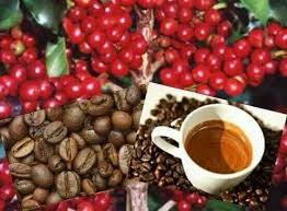 Café Requentado Faz Mal A Saude Cafe De Yauco Pr Arabica Coffee Coffee Process Fruit