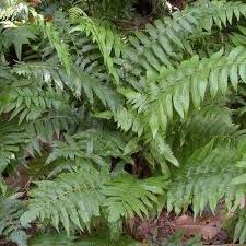 Image result for Blechnum tabulare