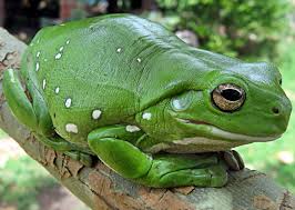 Tonight there was a tree frog in each wind 4yr ⋅ flamingboard. White S Tree Frog Online Learning Center Aquarium Of The Pacific