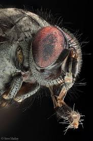 Creepy Bird With Big Mouth Big Mouth Macro Photography Insects Bugs And Insects Creepy Animals