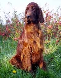 Irish Setter Irish Setters Breed Irish Setter Dogs Irish Setter Irish Setter Puppy