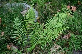 Image result for Pseudocyclosorus