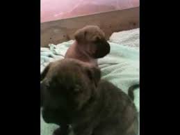 The pitbull mastiff mix is a giant crossbreed between a pitbull and mastiff. 4 Week Old Pitbull Mastiff Mix Puppies Youtube