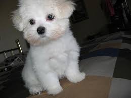 Maltese puppies are small, white and fluffy. Maltese Puppies For Sale Dubai Classifieds