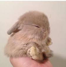 Tash On Twitter Cute Baby Bunnies Cute Baby Animals Cute Animals