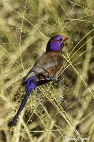 Small Wild Birds Of South Africa Top 25 Wild Bird Photographs Of The Week 29 With Images Birds Nature Birds Wild Birds