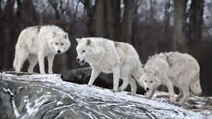 We did not find results for: White Wolf Wolves Animals Winter Snow Wallpaper Animals Wallpaper Better