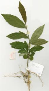 Image result for Rinorea