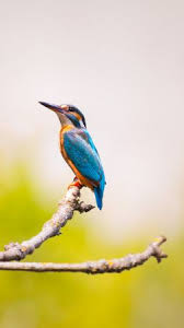 Bird Pictures Bird Hd Wallpapers Funny Bird Pictures 4k 8k