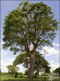 Image result for Milicia