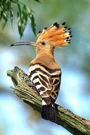 Birds That Dont Fly Hoopoe Bird Photography Sea Birds Pretty Birds