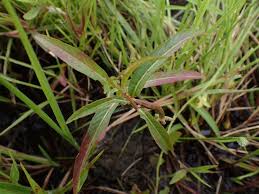 Image result for Ludwigia erecta