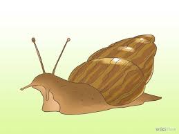 How To Care For Garden Snails Snails In Garden Best Pets For Kids Pet Snails