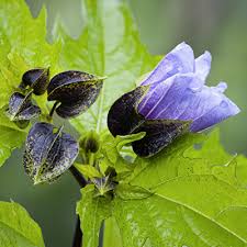 Image result for Nicandra