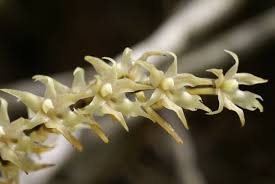 Image result for Ypsilopus