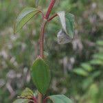 Image result for Heterotis decumbens