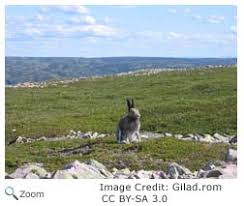 The resulting tracks might confuse predators. Arctic Hare Lepus Arcticus Natureworks