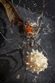 Black And White Striped Spider Texas Brown Widow02 09 19 12 Spider Spider Baby Giant Spider