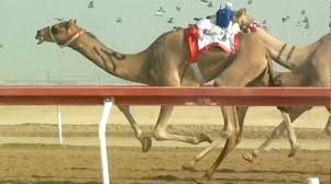 Noun pejorative, slang, ethnic slur an arab. Riding The Camel Manneken Tech