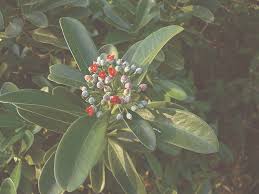 Image result for Canellaceae