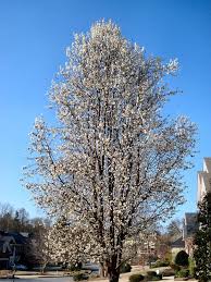 Feel free to speak with one of our nursery pros for placement ideas or ask us about our free design consultation. Flowering Bradford Pears Growing A Bradford Pear Tree In Your Yard