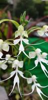 Image result for Habenaria adolphi