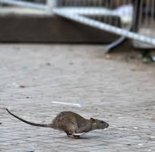 Die gesundheitsverwaltung prüft derzeit, ob die meldepflicht für schädlinge wie ratten oder als ich damals die ratte im garten gesehen habe, fand ich es nicht schlimm. Plage In Stadten Jetzt Wandern Die Ratten Auch Tagsuber Welt