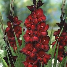 Image result for Gladiolus pretoriensis