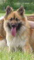 Chien Berger islandais Eden of Nordic Island