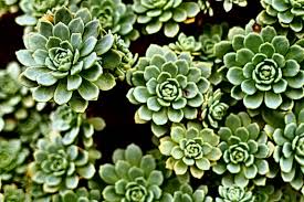 Green Houseleek Free Stock Photo Libreshot Ear Infection Home Remedies Ear Infection Remedy Ear Infection
