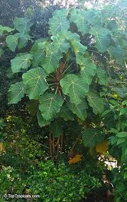 Image result for Macaranga spinosa