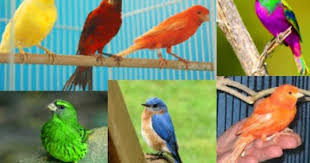 موسوعة الصور الأكثر وضوحا ألبوم صور طيور الكناريا ما أجملها وجمال صوتها وروعة ألوانها canary birds canary animals