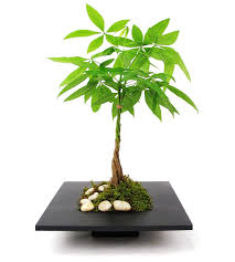 How to repot a money tree (pachira aquatica) + the mix to use/ joyusgarden. Bonsai Money Trees Care Guide Crassula Ovate Bonsai Tree Gardener
