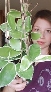 Hoya Krimson Princess, Hoya Krimson Queen and Owl Eye Pepperomia now  available at Simply Succulent. Check out the shop to purchase.