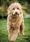 Labradoodle vs Goldendoodle: What Is The Difference ...