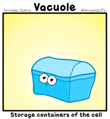 We did not find results for: Animal And Plant Cells