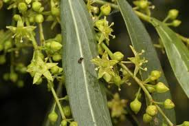 Image result for Ventilago