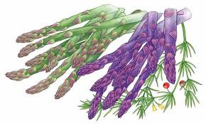 Learn how to grow asparagus seeds and plants in your home vegetable garden at burpee.com. All About Growing Asparagus Organic Gardening Mother Earth News