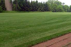 Kentucky Bluegrass Rtf Sod Sod Tall Fescue Sod Tall Fescue