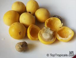 Image result for Sclerocarya birrea