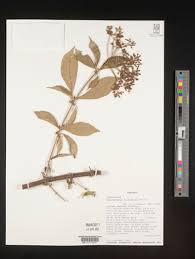 Image result for Clerodendrum fasciculatum