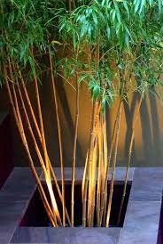Some specific types of bamboo have tough roots called rhizomes which grow horizontally. Image Result For Contemporary Garden Pot Plants And Bamboo Bamboo Garden Garden Ideas Uk Garden Design