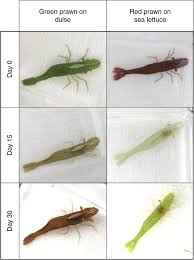 Save your dollars for your business. Colour Change And Behavioural Choice Facilitate Chameleon Prawn Camouflage Against Different Seaweed Backgrounds Communications Biology