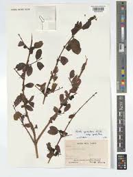 Image result for Feretia aeruginescens