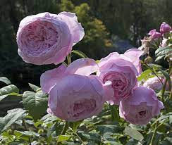 Photo Of The Bloom Of Rose Rosa Spirit Of Freedom Posted By Mike All Things Plants David Austin Roses Rose Rose Photos