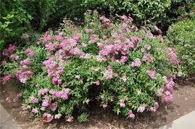 Image result for Spiraea japonica ´Little Princess