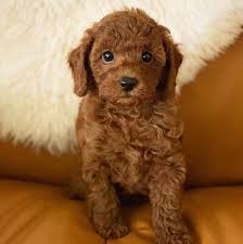 This is the price you can expect to pay for the poodle, miniature breed without breeding rights. Mini Poodle Puppies Home Facebook