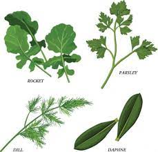 Herbal Daun Vektor Vektor Misc Vektor Gratis Download Gratis