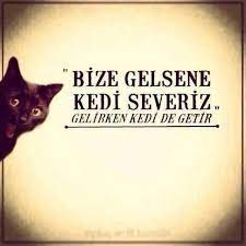 bandirma ucretsiz kedi kopek sahiplendirme home facebook