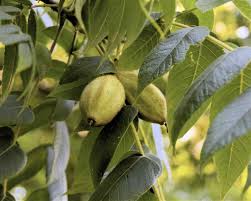 Wild trees in the upper ottawa valley may be an isolated native population or may have derived from p. 11 Species Of Walnut Trees For North American Landscapes